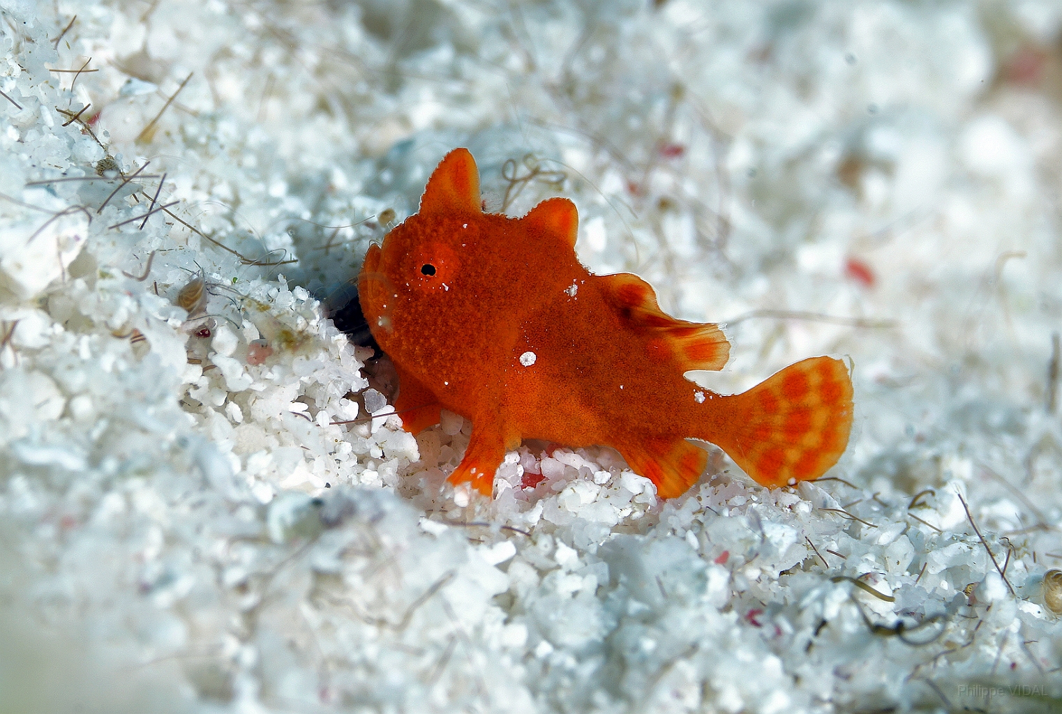 Banda Sea 2018 - DSC06567_rc - Baby frogfish.jpg